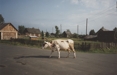 Russian cow, Rysk ko 